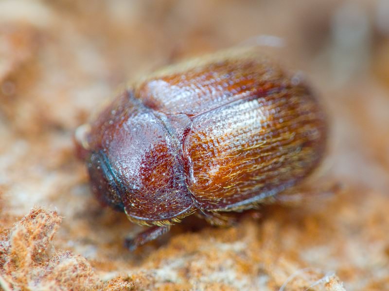 Pocadius ferrugineus (Fabricius, 1775)
